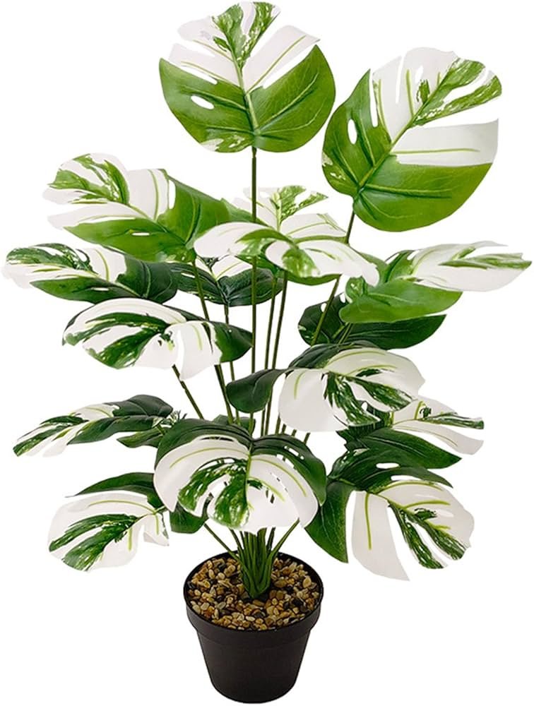 Plante d intérieur