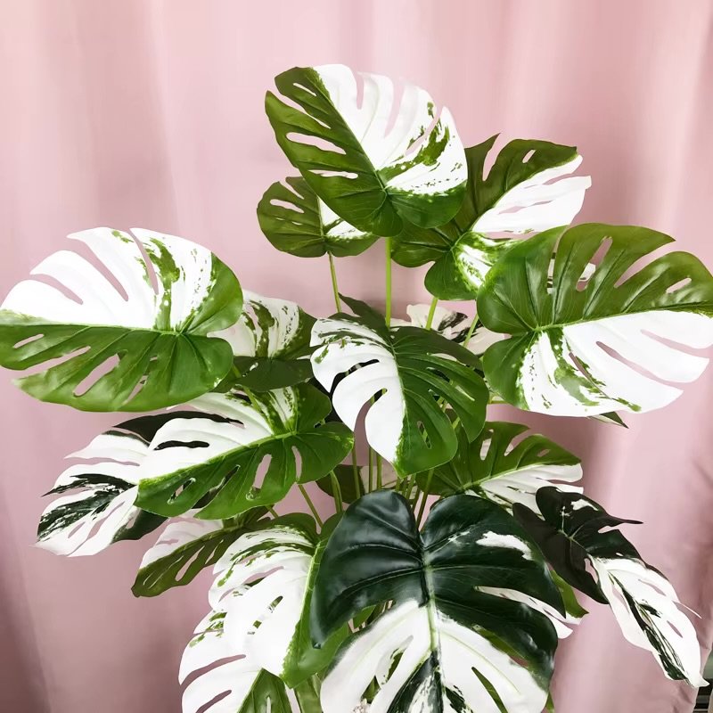 Plante d intérieur