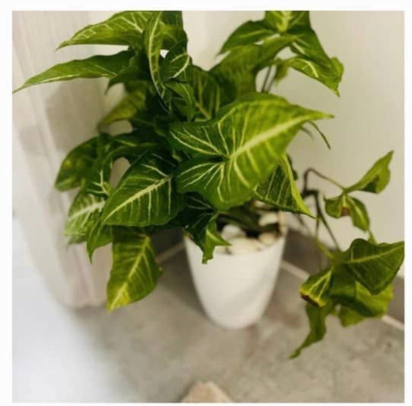 Pot de plante naturel