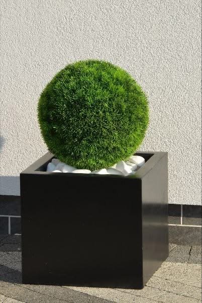 Boule de buis