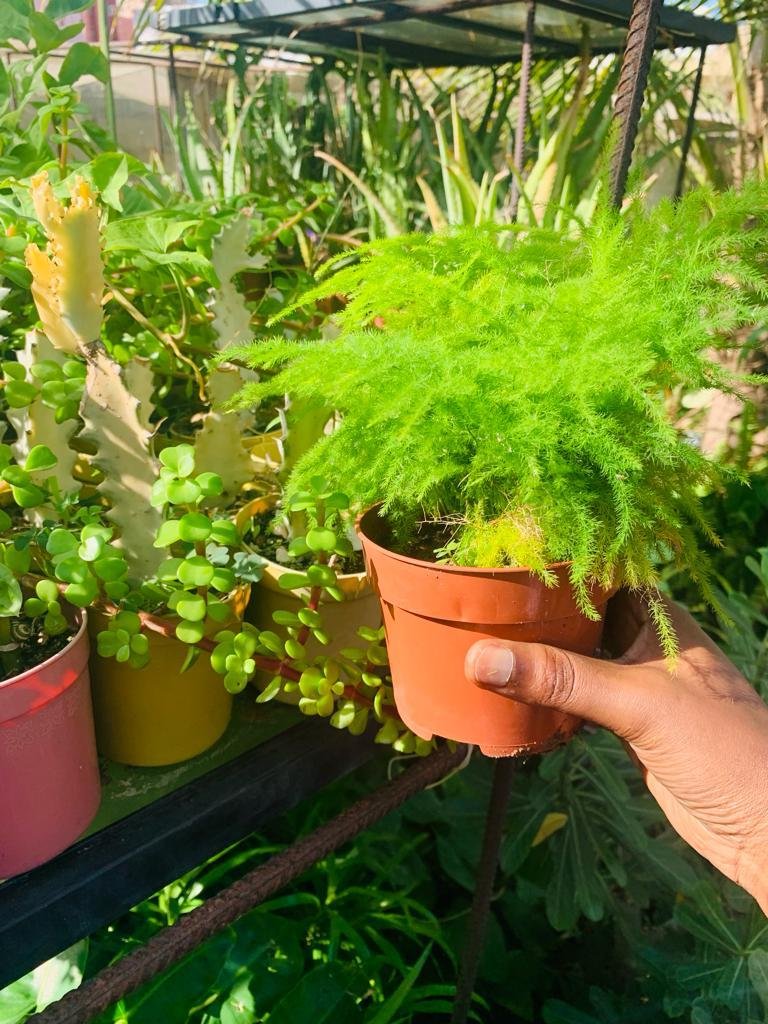 Asparagus plumosus