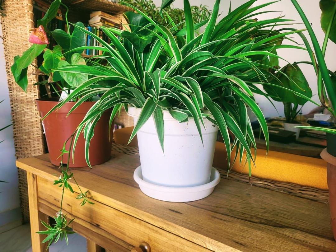 Chlorophytum grand modèle