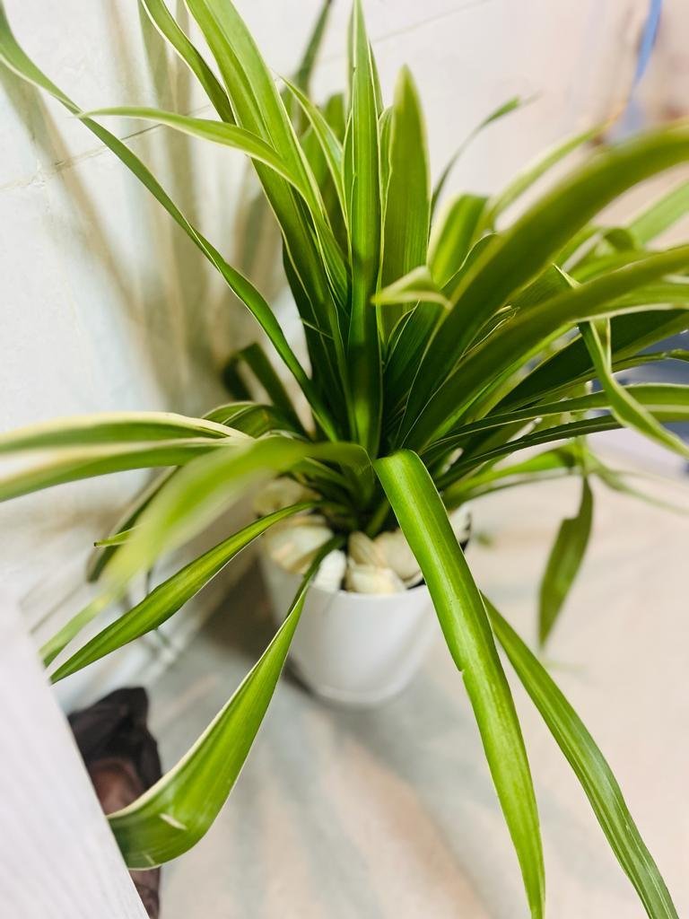 Chlorophytum petit modèle