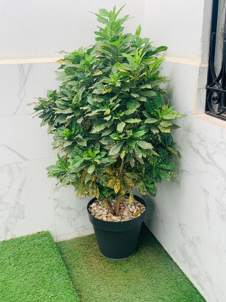 Croton